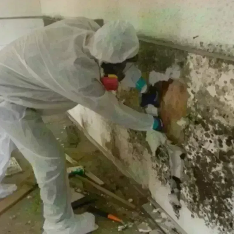 Mold Remediation and Removal in Winchester, MA